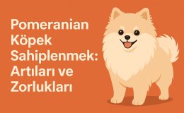 Pomeranian Köpek Sahiplenmek: Artıları ve Zorlukları