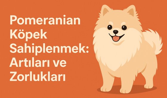 Pomeranian Köpek Sahiplenmek: Artıları ve Zorlukları