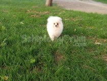 3,5 Aylık Dişi Teacup Boy Teddy Bear Pomerianian Yavru