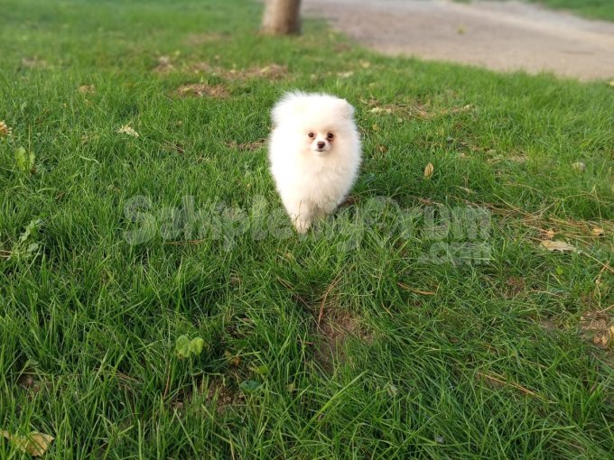 3,5 Aylık Dişi Teacup Boy Teddy Bear Pomerianian Yavru