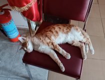 Gümüş Ve Güneş Sahiplerini Bekliyor