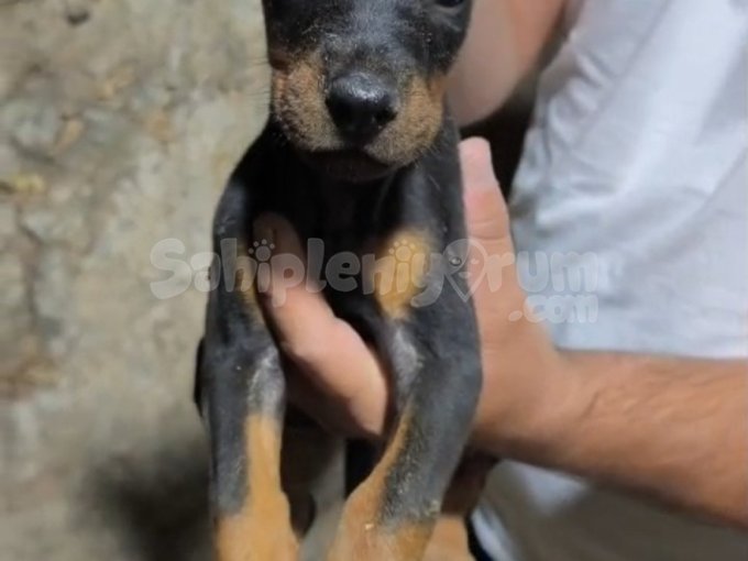 King Doberman Yavrular Dişi Erkek
