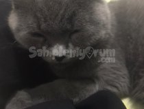 Güzel Ve Cins Kedidir Dışarı Çıkmayı Çok Sever