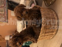 Kore Toy Poodle Anne Altından Yavrular