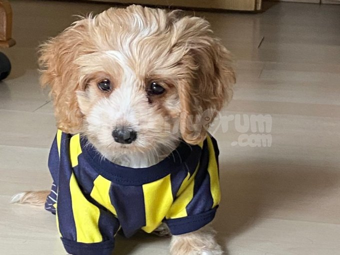 Yavru Maltipoo Oyuncu Evde Bakılmalık Cins