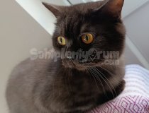 Acil Ücretsiz Sahiplendirme British Shorthair