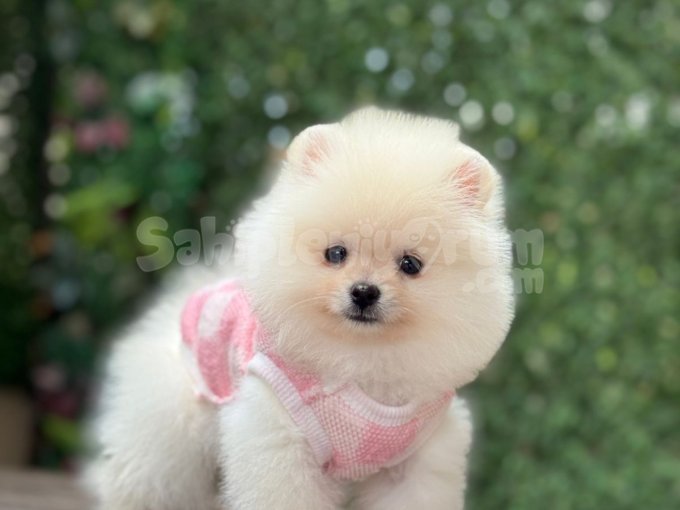 Orjinal Pomeranian Boo Çocuklar