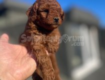 Garanti̇li̇ Toy Poodle Yavrular.