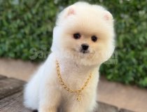 Irk Garanti̇li̇ Pomerani̇an Boo Çocuklar