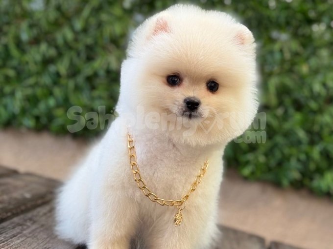 Irk Garanti̇li̇ Pomerani̇an Boo Çocuklar