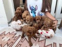 Toy Poodle Çi̇kolatalarim......