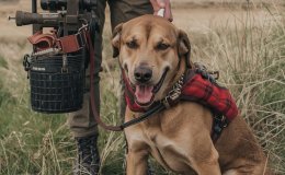 Barınaktan Sahiplenilen Köpekler Nasıl Eğitilmelidir?