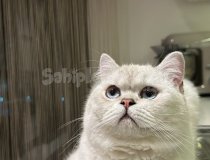 Ücretsiz Olarak British Shorthair Yavrumuzu Sahiplendiriyoru