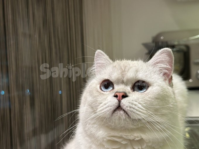 Ücretsiz Olarak British Shorthair Yavrumuzu Sahiplendiriyoru