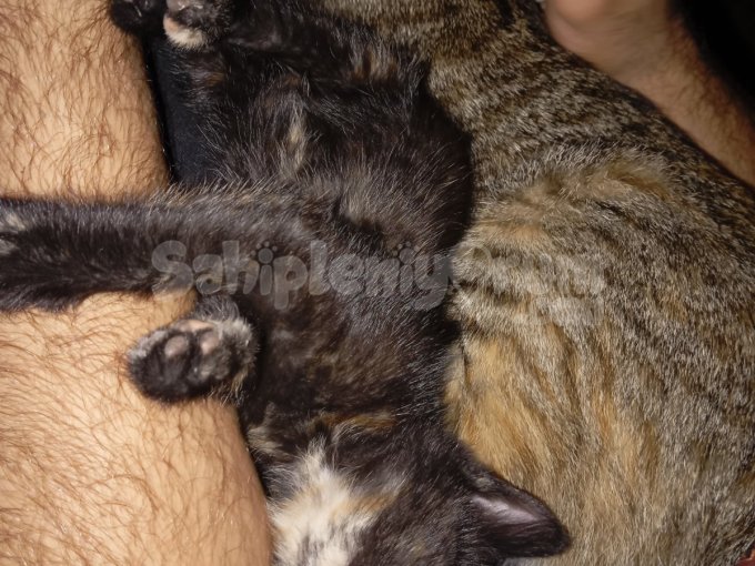 Acil Kedi Sahiplendirme Yoksa Sokağa Bırakılcaklar
