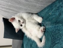 British Blue Point 2 Aylık Dişi Bebek Kedi