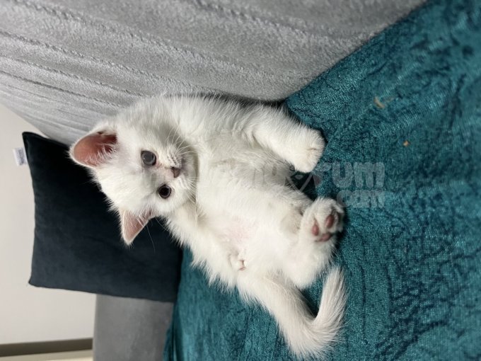 British Blue Point 2 Aylık Dişi Bebek Kedi
