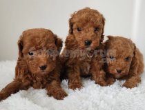 Irk Ve Saglik Garantili Poodle Bebekler