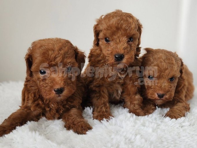 Irk Ve Saglik Garantili Poodle Bebekler