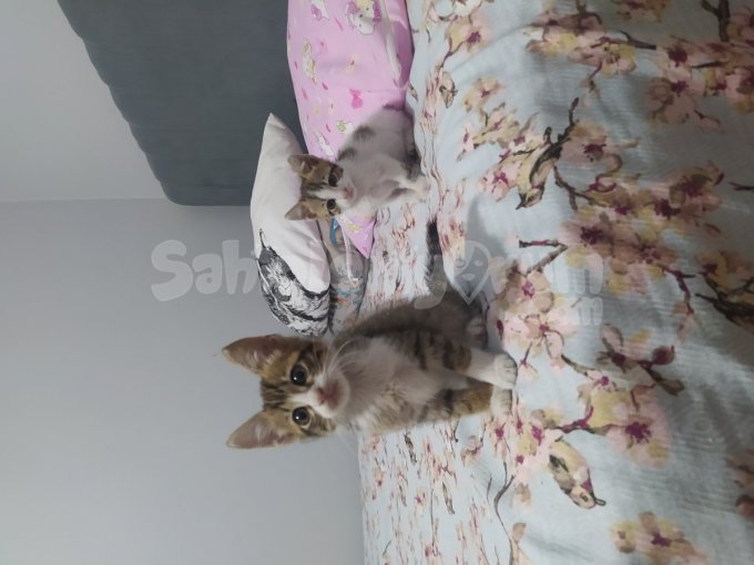 İki Kardeşe Kalıcı Yuva Arıyoruz
