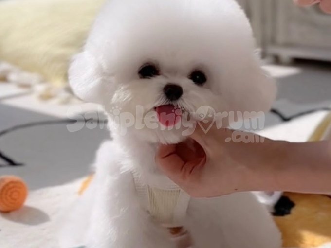 Toy Poodle Saglik Ve Irk Garantili