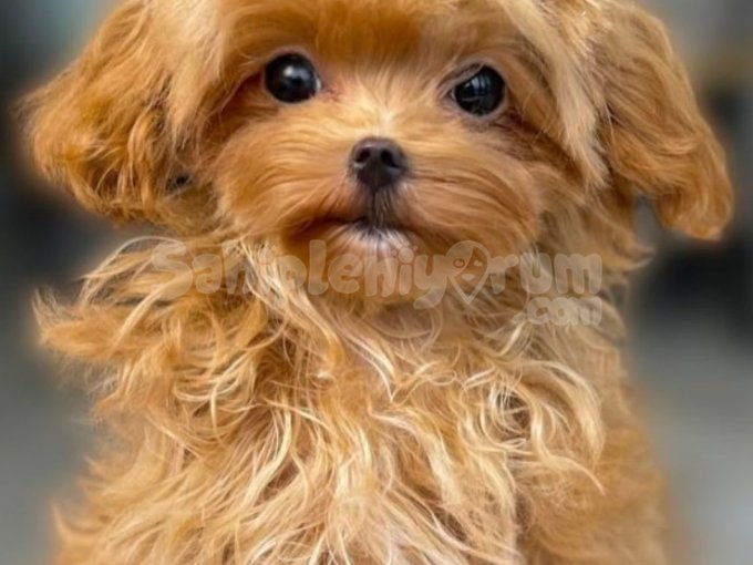 Kore Maltipoo Yavrulari Istanbul Ankara Izmir Bursa