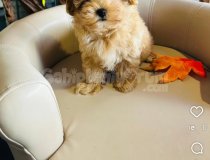 Birbirinden Sevimli Maltipoo Yavruları