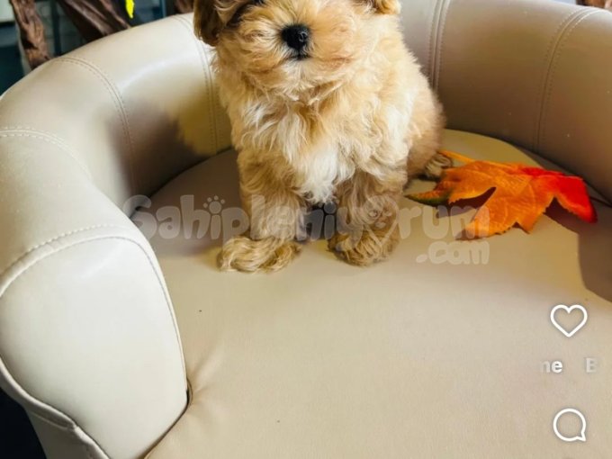 Birbirinden Sevimli Maltipoo Yavruları