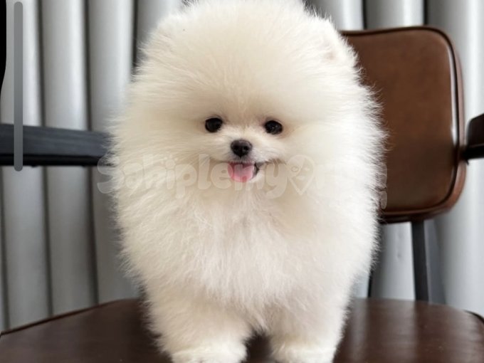 Oyuncak Görünümlü Pomeranian Yavruları