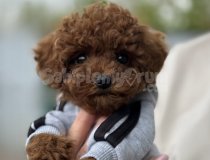 Irk Ve Sağlık Garantili Orjinal Toy Poodle Yavruları