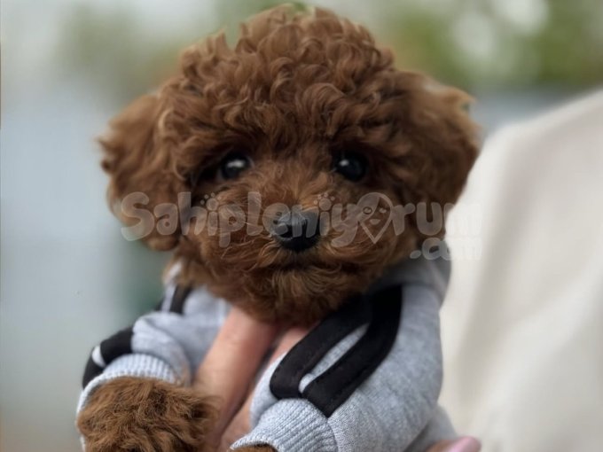 Irk Ve Sağlık Garantili Orjinal Toy Poodle Yavruları