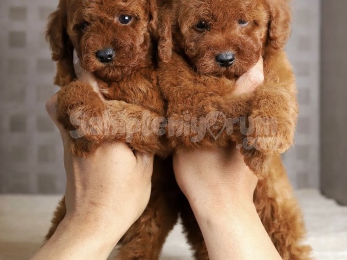 Sevimli Ve Oyuncu Toy Poodle Yavruları
