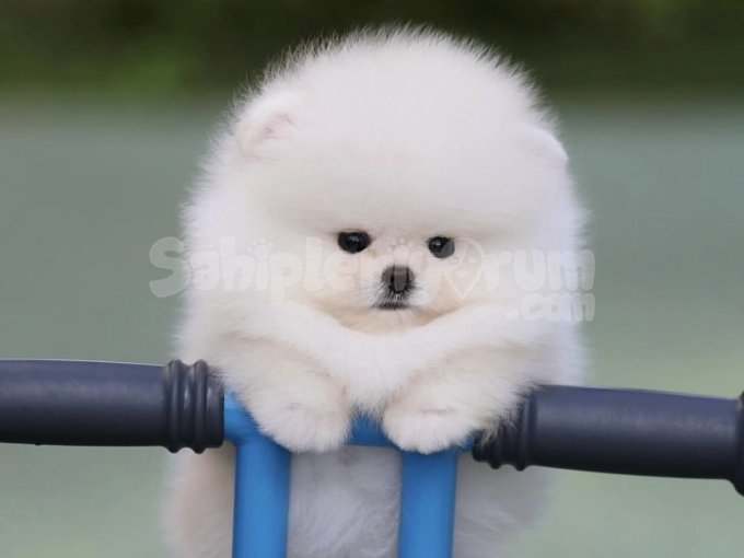 Teddy Suratlı Pomeranian Boo Yavrular