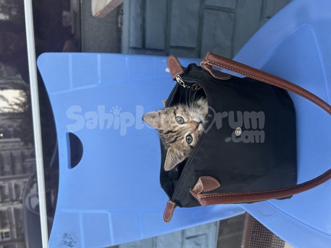 Miniş Acil Yuva Arıyor. Sevecen Sakin Uysal Kedi