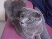 Ücretsi̇z 2 Yaşında Scottish Fold Kedisi