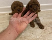 Mi̇ni̇k Güzeller Güzeli̇ Poodle Bebekleri̇m