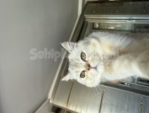 Scottish Fold Kedi Sahiplediriyorum