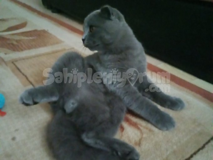 Kedimi Bakamadım Için Vermek Istiyorum