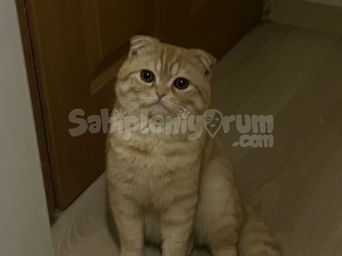 Ücretsiz Sahiplendirme Kedi  Yavru Kedi