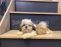 3 Aylik Erkek Teacup Shi̇htzu Yavru Köpek Shi̇h Tzu