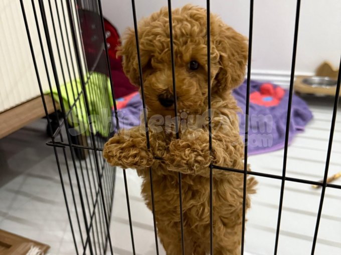 2 Aylık Tuvalet Eğitimli Orijinal Toy Poodle