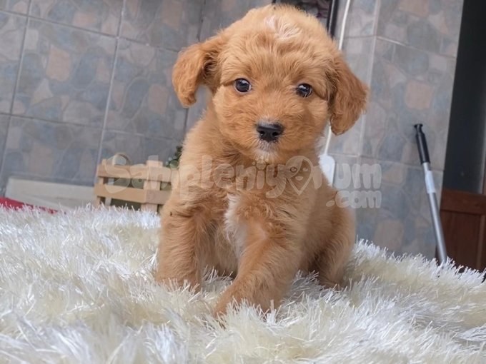 Malti̇poo Yavrularim Hari̇ka Renk , Anatomi̇ Ve Boy