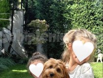 Sahiplendirme Moltipoo Cinsi Köpek