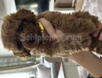 2 Aylık Tea Cup Poodle Üreticiden Değildir.
