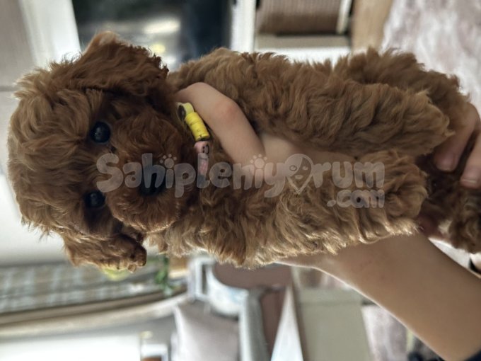 2 Aylık Tea Cup Poodle Üreticiden Değildir.