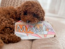 Eğitmenden Eğitimli Toy Poodle