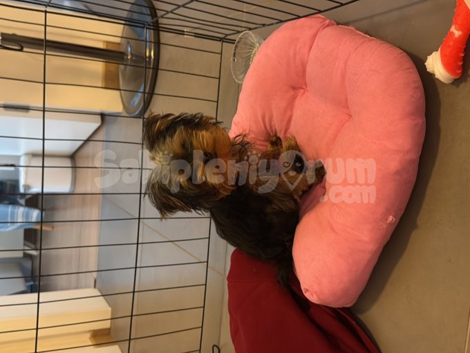 3 Aylık Yorkshire Terier Erkek