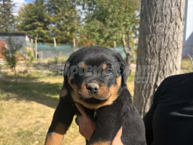 Güzel Yavrularimiz En İyi̇ Dostunuz Olacaktir