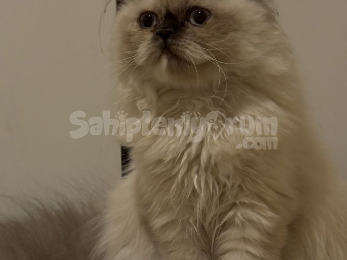 Eyşanımı Sahiplenecek Yuva Arıyorum :(