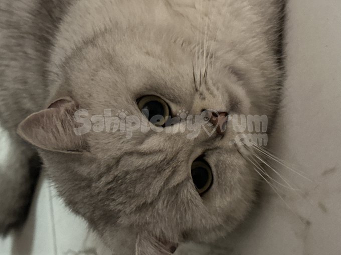 Scottish-British Kısırlaştırılmış Erkek Kedim